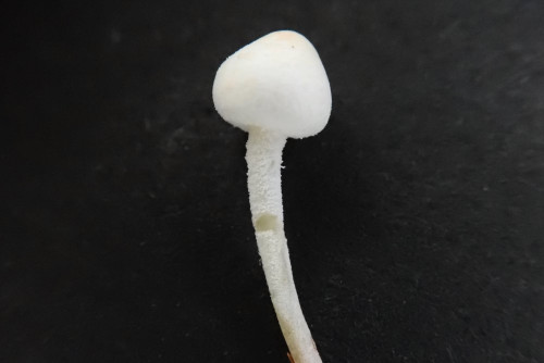 Cystolepiota hetieri (2).JPG