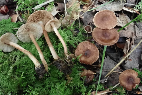 Inocybe assimilata (2).JPG