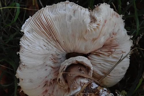 Macrolepiota permixta (2).JPG