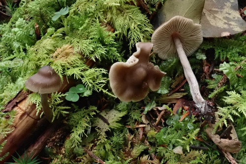 Tephrocybe ozes (2).JPG