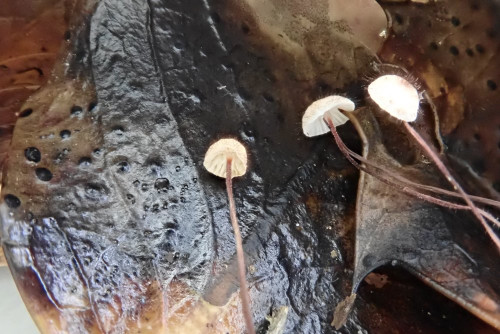 Marasmius hudsonii (10).JPG