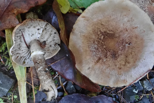 Tricholoma cingulatum.JPG