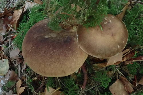 Tapinella atromentosa u. Amanita porphyria (1).JPG