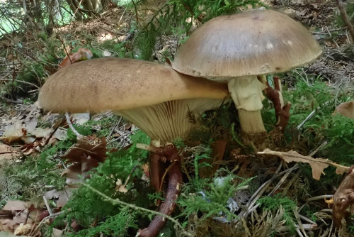 Tapinella atromentosa u. Amanita porphyria (2).JPG