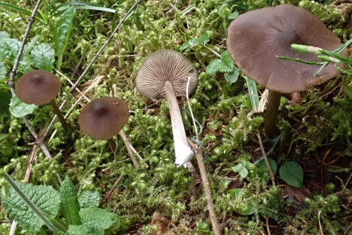 Entoloma hirtipes (1).JPG