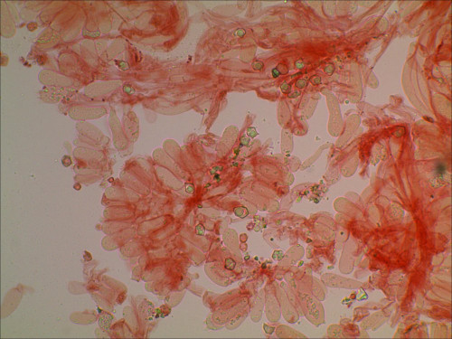 Entoloma weiß_40-2.jpg