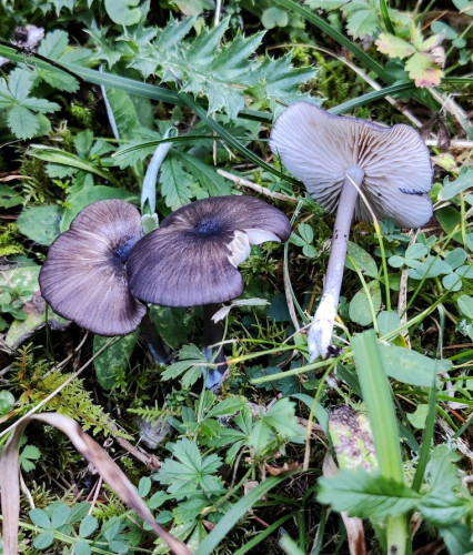 Entoloma schwarzblau1.jpg