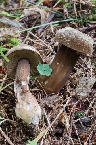 Boletaceae_Porphyrellus porphyrosporus 1b-2.jpg