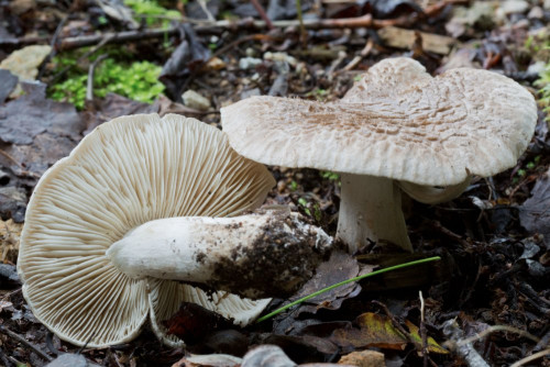 Tricholomataceae_Tricholoma pardinum 1c.jpg