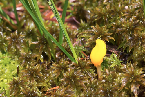 Mitrula paludosa in Sphagnum majus.jpg