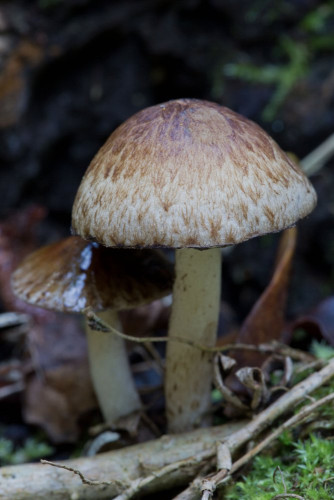 Psathyrellaceae_Psathyrella sylvestris cf 1-2.jpg