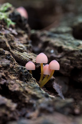 Tricholomataceae_Mycena renati 1-2.jpg