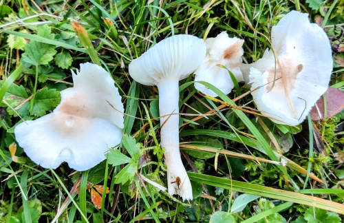 Hygrocybe virgineus var ochraceopallidus.jpg