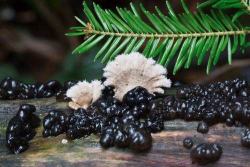 Exidia nigricans und Schizophyllum commune 1-2.jpg