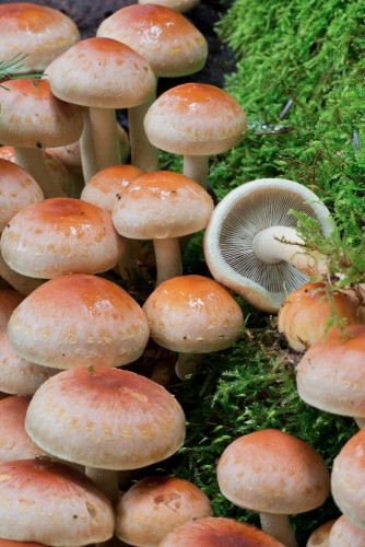 Strophariaceae_Hypholoma lateritium 1-2.jpg