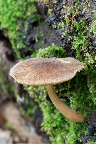 Pluteaceae_Pluteus umbrosus cf 1b-2.jpg