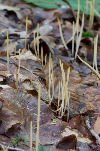 Typhulaceae_Macrotyphula juncea 2b-2.jpg