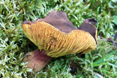 Boletaceae_Phylloporus pelletieri 1-2.jpg