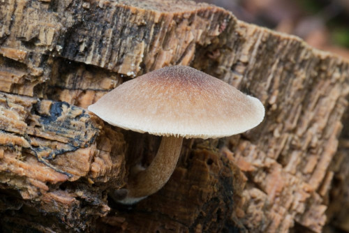 Pluteaceae_Pluteus ephebeus 1-2.jpg