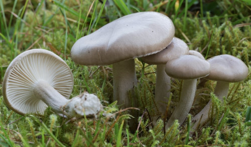 Hygrophoraceae_Hygrophorus agathosmus 1c-2.jpg