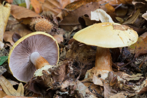 Cortinariaceae_Cortinarius calochrous cf 1-2.jpg