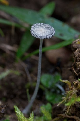 Coprinaceae_Coprinopsis stercorea 1b-2.jpg