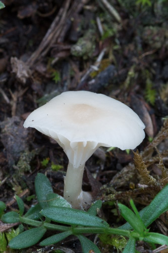 Hygrophoraceae_Cuphophyllus virgineus var ochraceopallidus 1-2.jpg