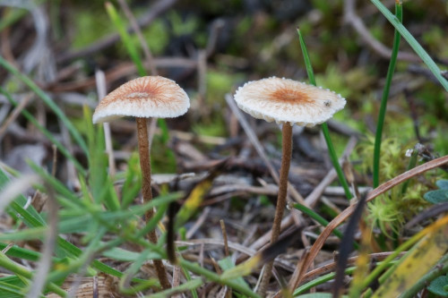 Marasmiaceae_Crinipellis scabella 1-2.jpg