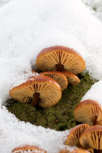 Flammulina velutipes agg 1-2.jpg