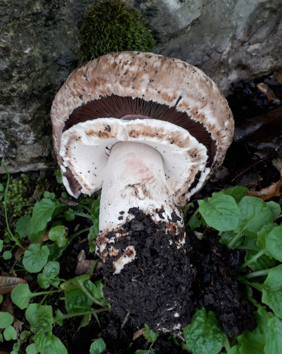 Agaricus 1.png