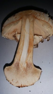 chlorophyllum brunneum klein3.jpg