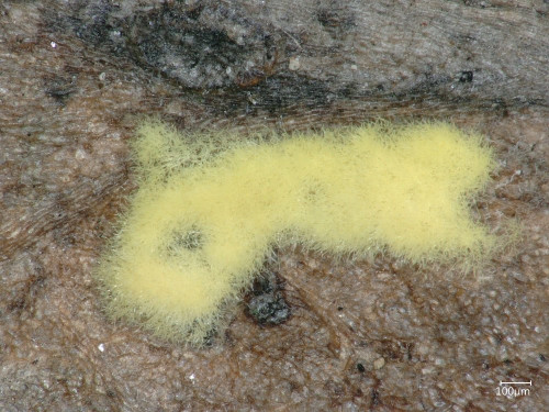 Cylindrium aeruginosum