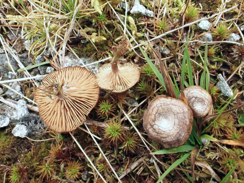 Clitocella. mundula.JPG