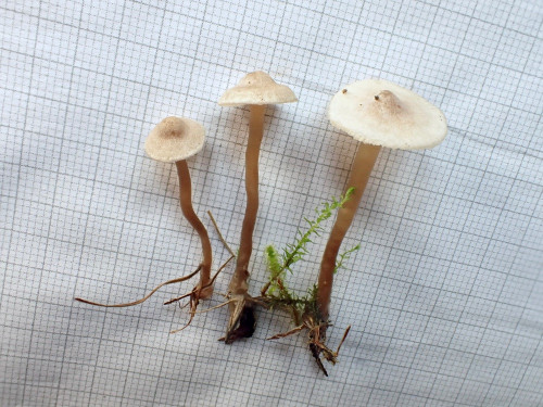 Lyophyllum.tomentellum.JPG