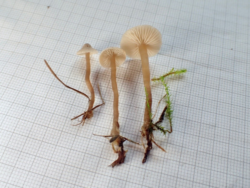 Lyophyllum.tomentellum2.JPG