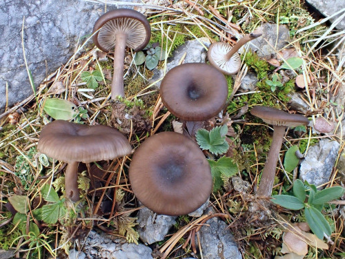 Pseuoclitocybe.expallens.JPG