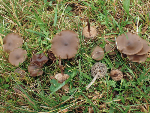 Entoloma.sericeum.JPG