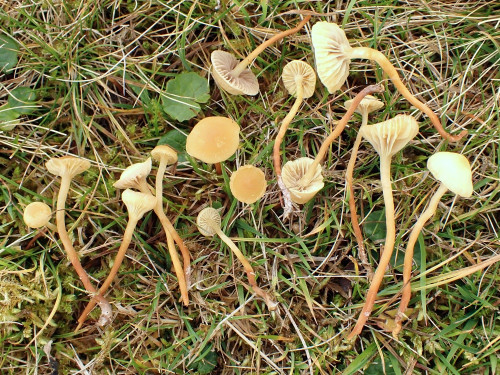 Hypholoma.elongatum.JPG