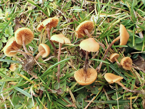 Galerina.badipes.JPG