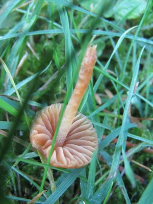 Galerina cf. pumila (von unten)