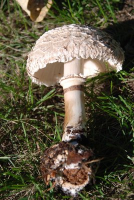 Chlorophyllum brunneum