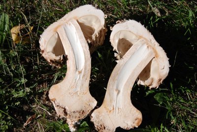 Chlorophyllum brunneum