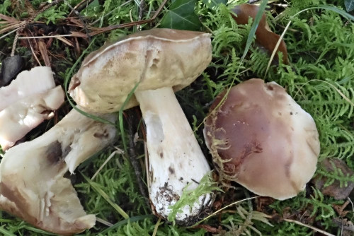 Boletus edulis (2).JPG