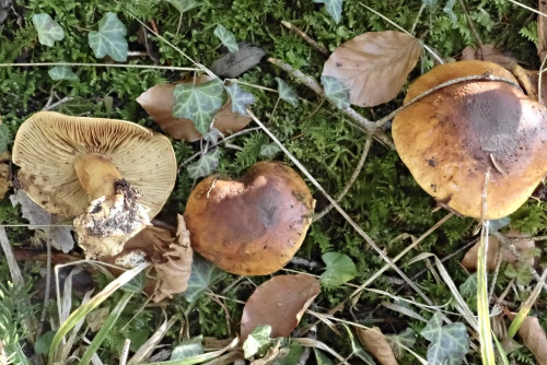 Cortinarius elegantior (6).JPG