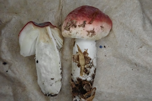 Russula rubra (4).JPG