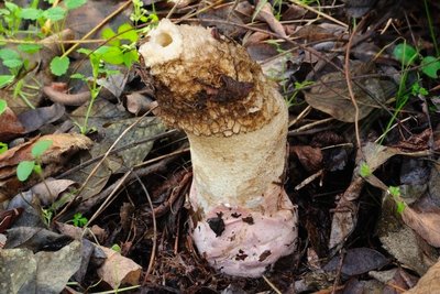 Phallus hadriani.jpg