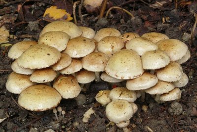 Pholiota gummosa.JPG