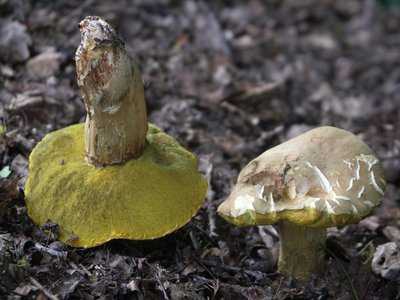 Boletus impolitus.JPG