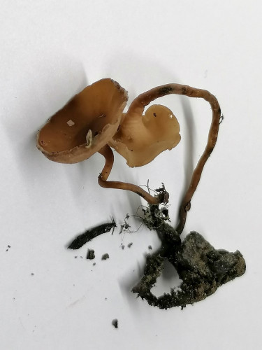 Sclerotinia binucleata_D.jpg