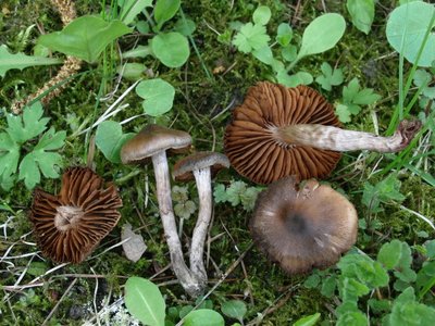 Cortinarius vernus, vom Standort im Garten.JPG